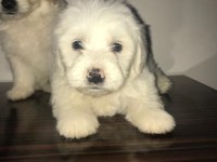 Maltese terrier 45 günlük köpekler
