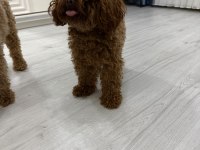 Kore Teacup Erkek Poodle