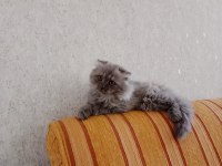 British longhair 4 aylık