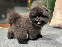 Nadir Renk, Oyuncu Yavru Pomeranian