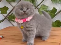 Scottish fold 2 aylık dişi