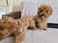 Sağlıklı poodle yavrular