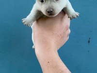 Dişi erkek chihuahua