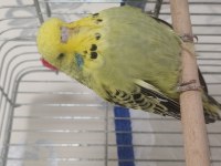 Show Jumbo muhabbet kuşu yavrular