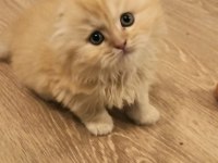Son iki adet yavrum scottish fold