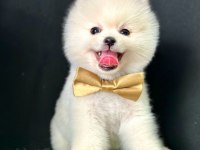 Safkan Pomeranian Boo Bebekler