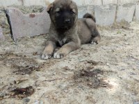 Şampiyon Kangal yavruları ilk defa sahnede