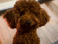 Kore poodle bebekler