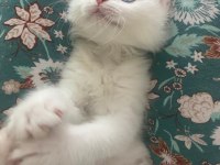 2.5 aylık erkek beyaz yavru british shorthair