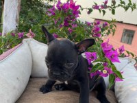 Uygun puanlı french bulldog
