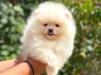 Pomeranian yavrularımız