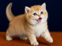Show kalite british shorthair golden bebekler