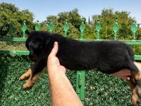 A kalite rottweiler bebekler yeni yuvalarını arıyorlar