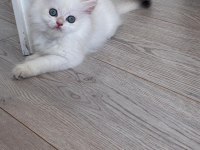 British Longhair Miniklerim