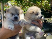 Üretim çifliğimizden Akita yavruları