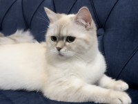 17 Aylık British Shorthair Silver Point Dişi