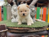 Üst Kalite Çin Aslanı Chow Chow Yavruları