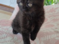 Scottish Fold Kara Kızımız