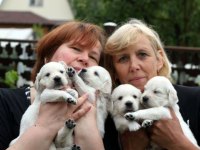 Golden Retriever Yavrular Canlı Görerek Alabilirsiniz