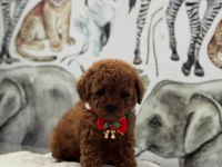 Kore Kan Poodle Bebekler