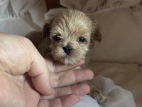 Tr de tek micro teacup maltipoo yavrusu