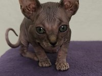 Sphynx home nirvana