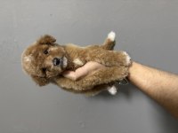 Maltipoo dişi erkek bebeklerimiz