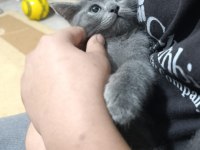 British shorthair erkek