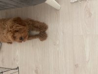 Kahve maltipoo
