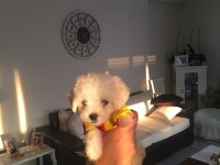 Orjinal safkan teacup kore maltese terrier