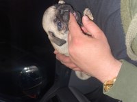 2 Aylık Pug gül kuyruk sıfır burun