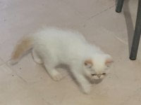 Doll face gerçek safkan KremPoint erkek Kedimiz