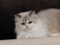 Özel bir british longhair kedimiz