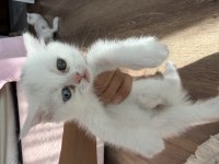 Satılık british shorthair kedisi