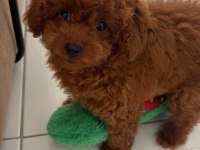 Efsane poodle yavrularımız