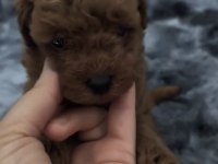 SAĞLIK VE IRK GARANTİLİ EV YAVRUSU POODLE