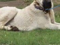 Orjinal Has Sivas Kangal