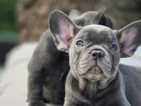 French Bulldog Yavruları ÇİFTLİKTEN   