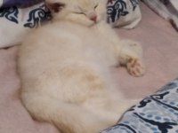 BRİTİSH SHORTHAİR KEDİLERİM