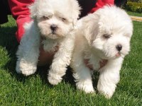 Maltese-Terrier Çok Sevimli Yavrular