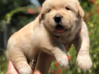 GOLDEN RETRİEVER CİNSİ PUPPİES