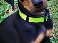 A scrli anne babadan Doberman yavrular kapıda ödeme