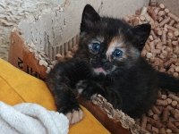 Çalıştığımdan kızıma (dişi kedime) bakamıyorum