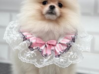 Safkan orjinal şecereli pomeranian boo yavrular