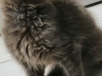 Safkan erkek maine coon yavrum