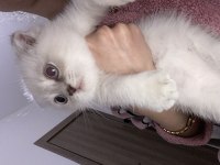Scottish fold kedisi