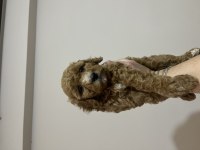 Dişi orijinal toy poodle kardeşler