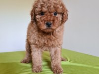 Redbrown Toy Poodle Yavrular