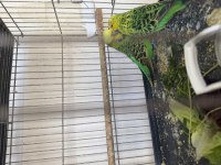 Show Jumbo Japones Tepeli Limon Hobi Kuşlar