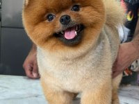 DAHA İYİSİ YOK GERÇEK TEDDY FACE POMERANİAN BOOLARIMIZ